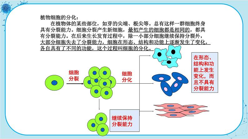 第2节   细胞分化形成组织第7页