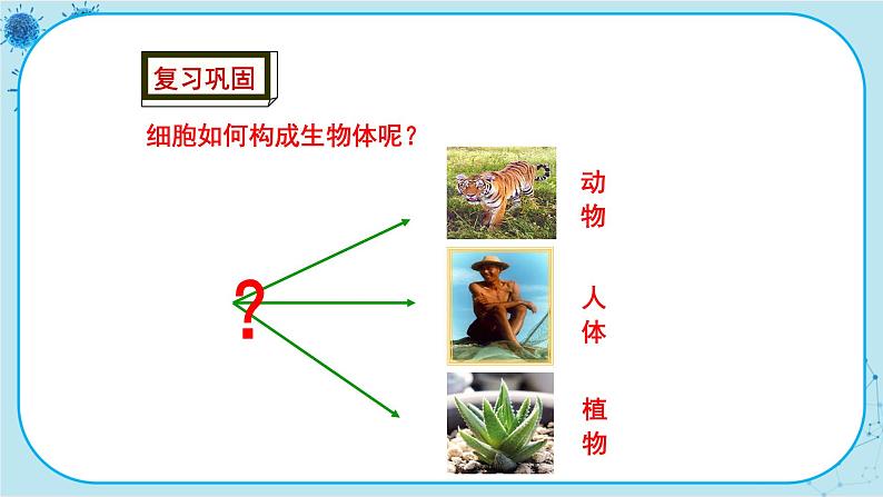 冀少版生物七年级上册 2.3 多细胞生物体 课件+教案02