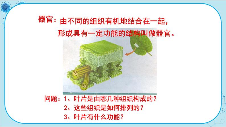 冀少版生物七年级上册 2.3 多细胞生物体 课件+教案05