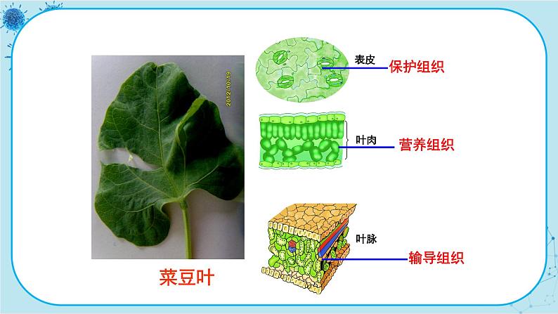 冀少版生物七年级上册 2.3 多细胞生物体 课件+教案06