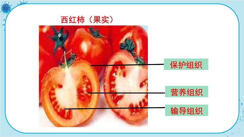 冀少版生物七年级上册 2.3 多细胞生物体 课件+教案07