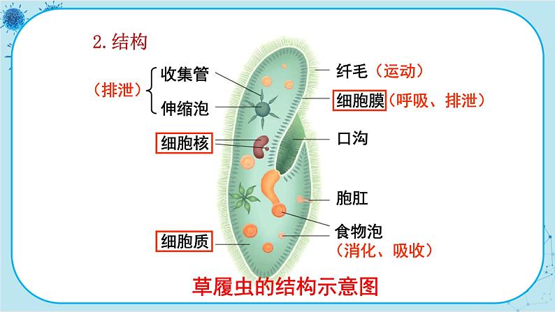 第4节   单细胞生物体第6页