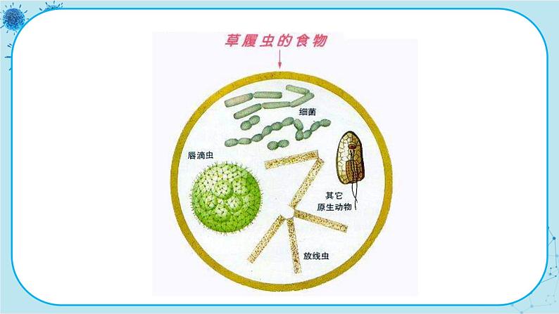 第4节   单细胞生物体第7页