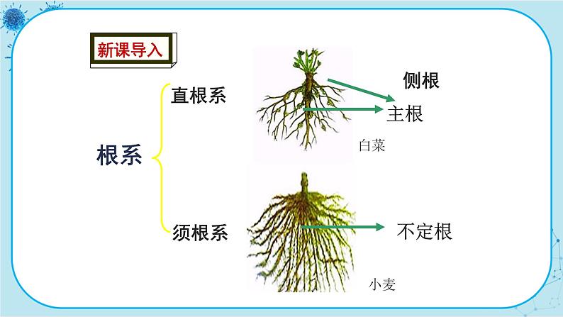 冀少版生物七年级上册 3.1 在实验室里观察植物 课件+教案02