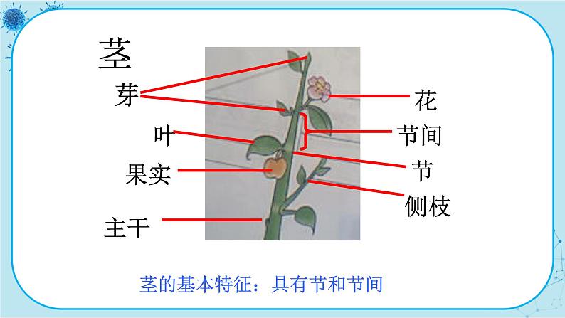 冀少版生物七年级上册 3.1 在实验室里观察植物 课件+教案03