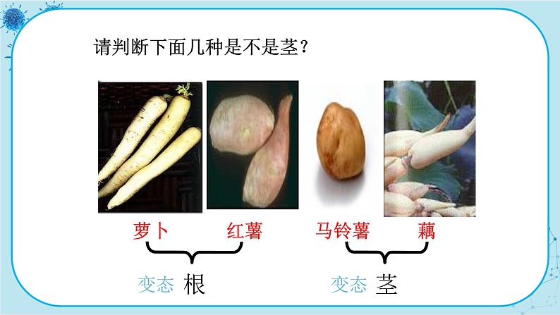 冀少版生物七年级上册 3.1 在实验室里观察植物 课件+教案04