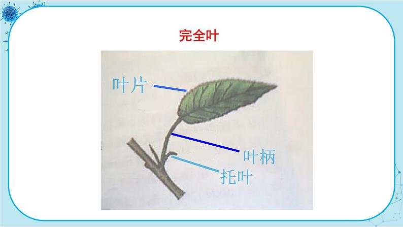 冀少版生物七年级上册 3.1 在实验室里观察植物 课件+教案06