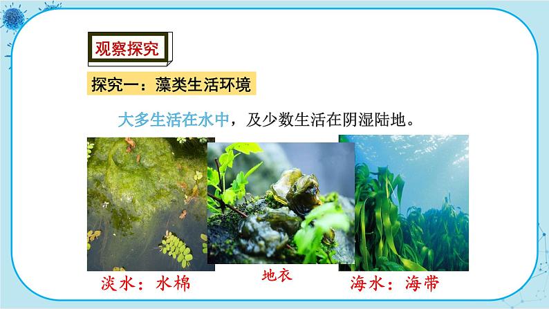 冀少版生物七年级上册 3.3 藻类植物 课件+教案03