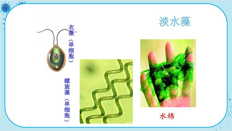 冀少版生物七年级上册 3.3 藻类植物 课件+教案04