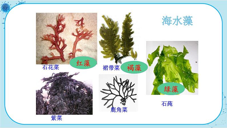 冀少版生物七年级上册 3.3 藻类植物 课件+教案05