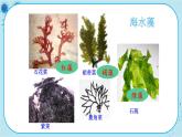 3.3 藻类植物（课件PPT+教案）