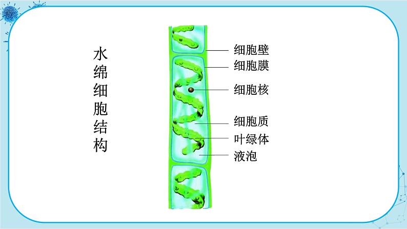 冀少版生物七年级上册 3.3 藻类植物 课件+教案07