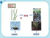 冀少版生物七年级上册 3.5 裸子植物 课件+教案