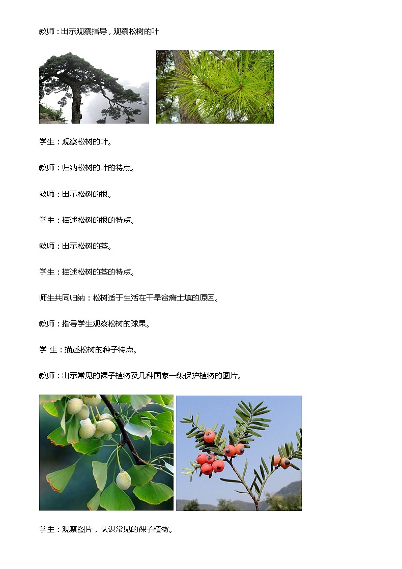 第5节   裸子植物第2页