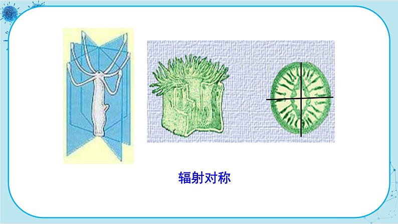 第2节 腔肠动物和扁形动物第8页