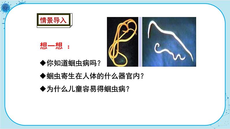 冀少版生物七年级上册 4.3 线形动物和环节动物 课件+教案02