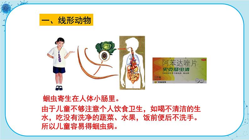 冀少版生物七年级上册 4.3 线形动物和环节动物 课件+教案03