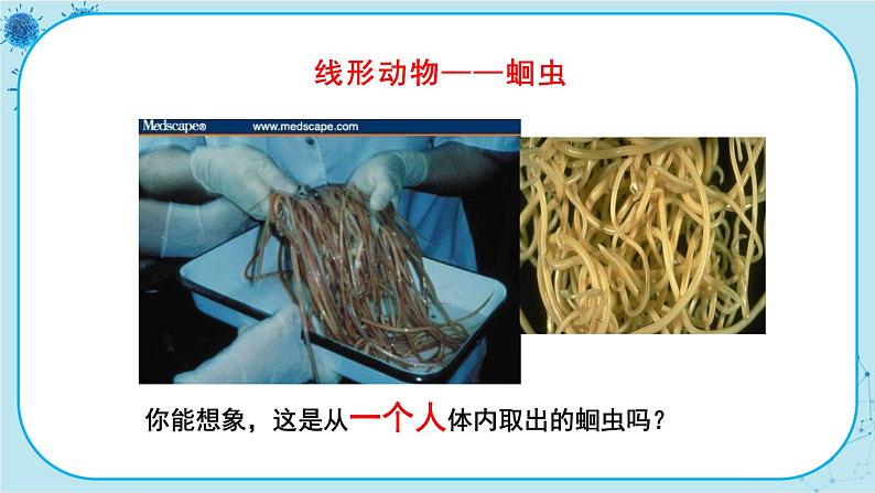 冀少版生物七年级上册 4.3 线形动物和环节动物 课件+教案04