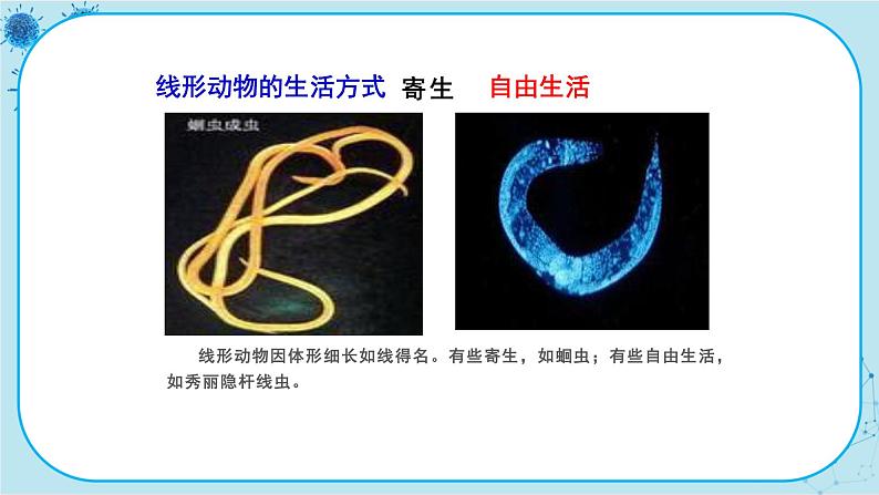 冀少版生物七年级上册 4.3 线形动物和环节动物 课件+教案05