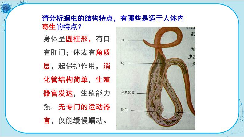 冀少版生物七年级上册 4.3 线形动物和环节动物 课件+教案06