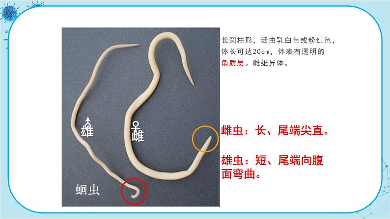 冀少版生物七年级上册 4.3 线形动物和环节动物 课件+教案07