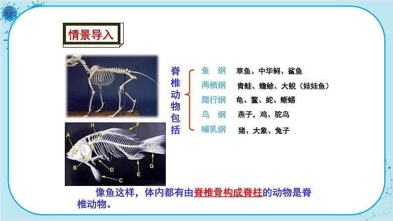 冀少版生物七年级上册 4.6 鱼类 课件+教案03