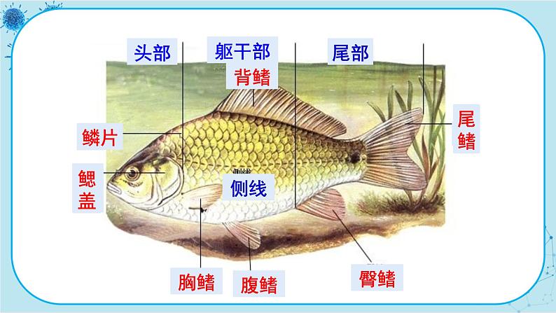 冀少版生物七年级上册 4.6 鱼类 课件+教案04