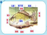 4.6 鱼类（课件PPT+教案）