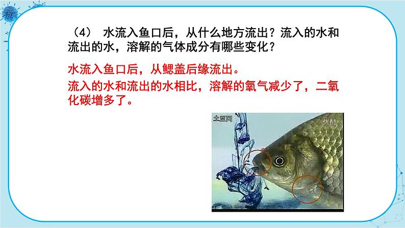 冀少版生物七年级上册 4.6 鱼类 课件+教案07