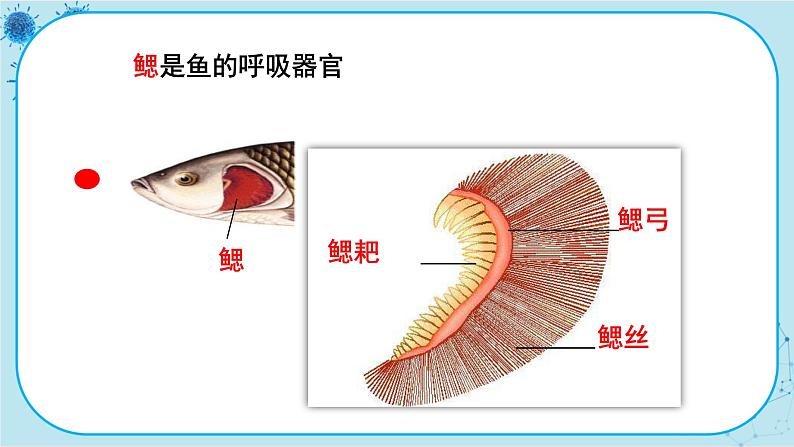 冀少版生物七年级上册 4.6 鱼类 课件+教案08