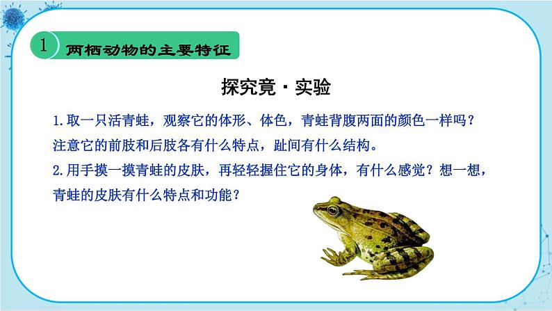 冀少版生物七年级上册 4.7 两栖类和爬行类 课件+教案04