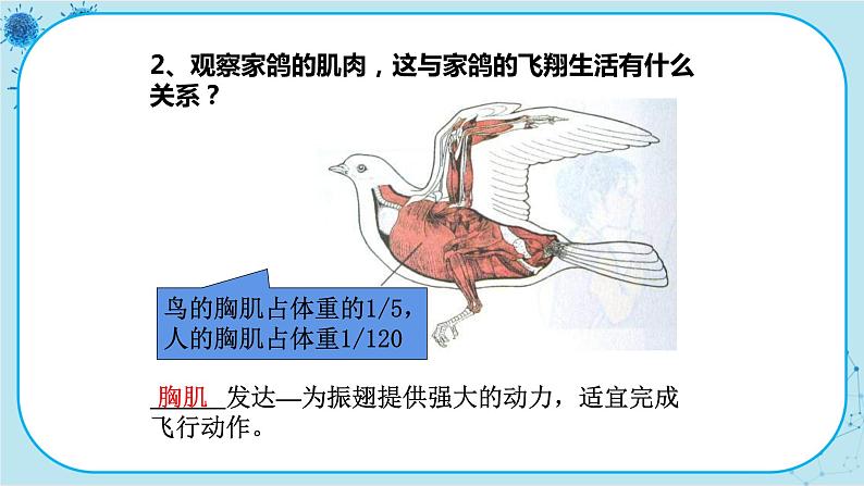 冀少版生物七年级上册 4.8 鸟类 课件+教案07