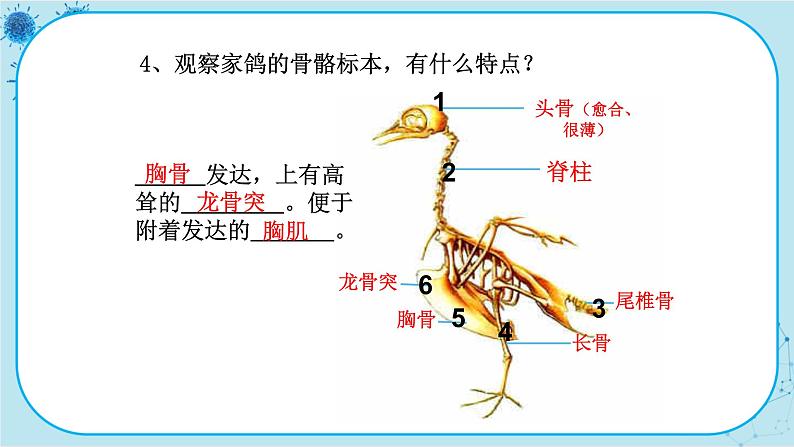 冀少版生物七年级上册 4.8 鸟类 课件+教案08