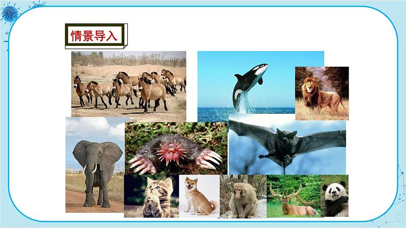 冀少版生物七年级上册 4.9 哺乳类 课件+教案02