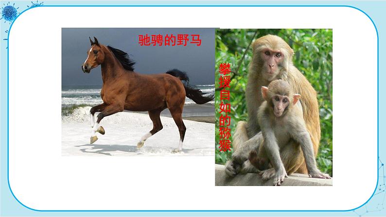 冀少版生物七年级上册 4.9 哺乳类 课件+教案03