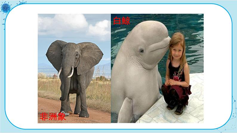 冀少版生物七年级上册 4.9 哺乳类 课件+教案04