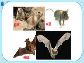 4.9 哺乳类（课件PPT+教案）