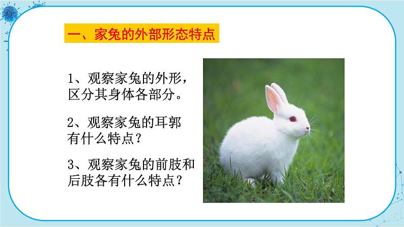 冀少版生物七年级上册 4.9 哺乳类 课件+教案06