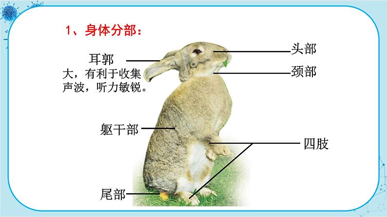 冀少版生物七年级上册 4.9 哺乳类 课件+教案07