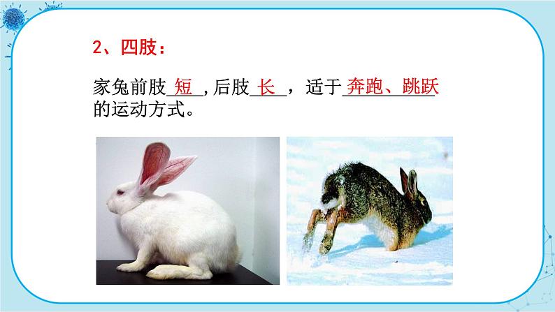 冀少版生物七年级上册 4.9 哺乳类 课件+教案08