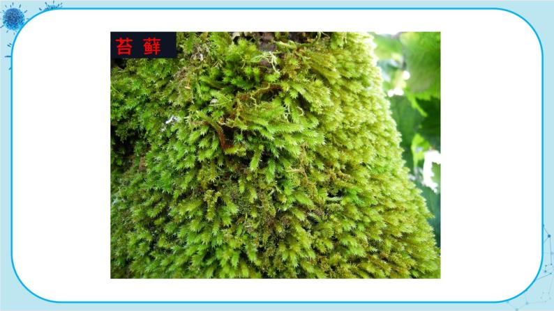 3.4 苔藓植物与蕨类植物（课件PPT+教案）05