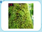 3.4 苔藓植物与蕨类植物（课件PPT+教案）