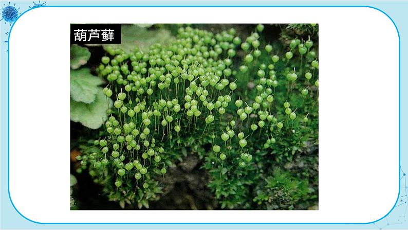 冀少版生物七年级上册 3.4 苔藓植物与蕨类植物 课件+教案06