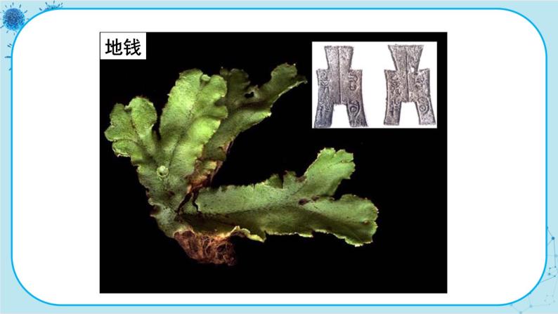 3.4 苔藓植物与蕨类植物（课件PPT+教案）07