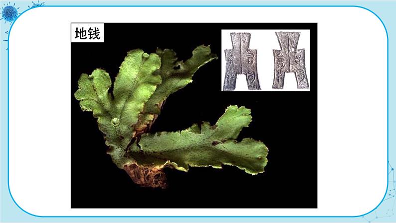 冀少版生物七年级上册 3.4 苔藓植物与蕨类植物 课件+教案07