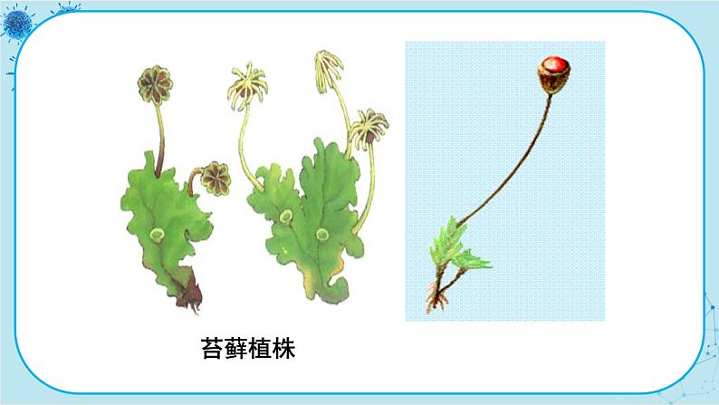 冀少版生物七年级上册 3.4 苔藓植物与蕨类植物 课件+教案08