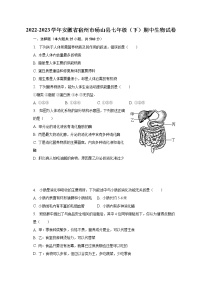 2022-2023学年安徽省宿州市砀山县七年级（下）期中生物试卷（含解析）