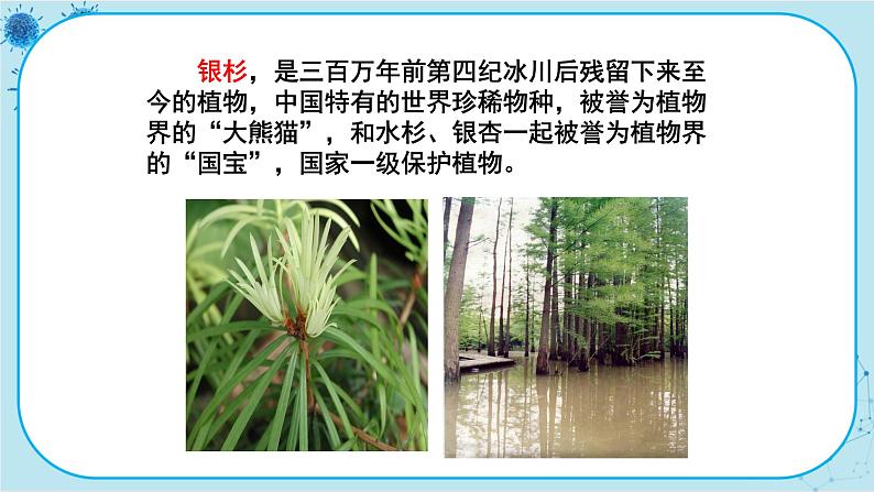 冀少版生物七年级上册 3.7 我国的珍稀植物 课件+教案04