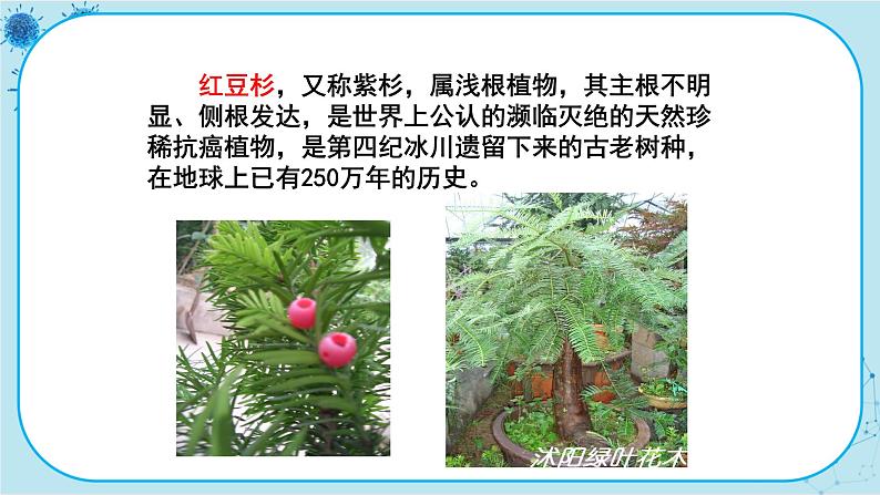 冀少版生物七年级上册 3.7 我国的珍稀植物 课件+教案06