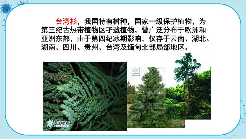 冀少版生物七年级上册 3.7 我国的珍稀植物 课件+教案07